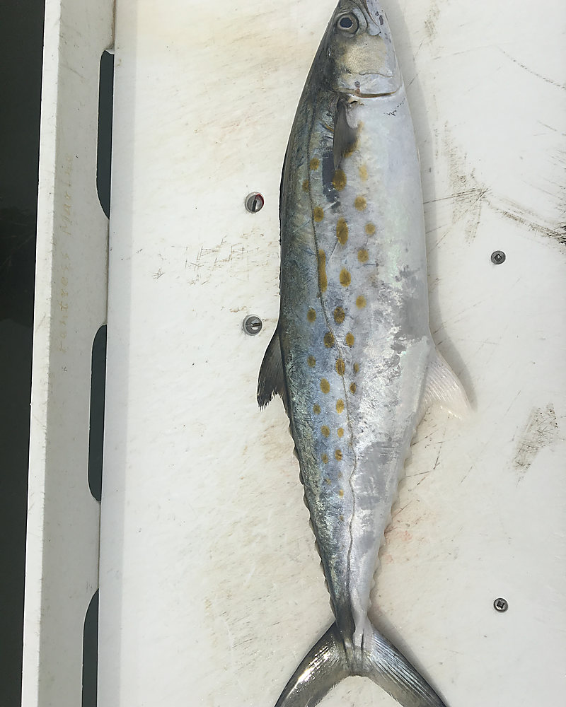 A Spanish mackerel