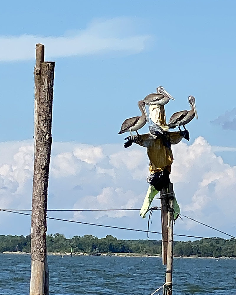 Pelicans on a piling out on the Bay