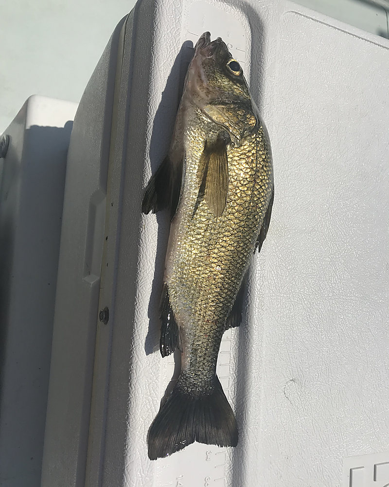 A white perch